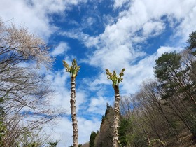 20250424_095040.jpg