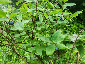 20250619_064552.jpg