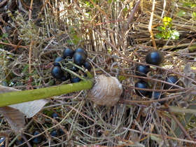 DSCN0321.JPG