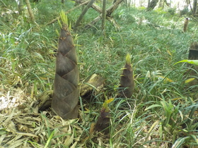 DSCN1219.JPG