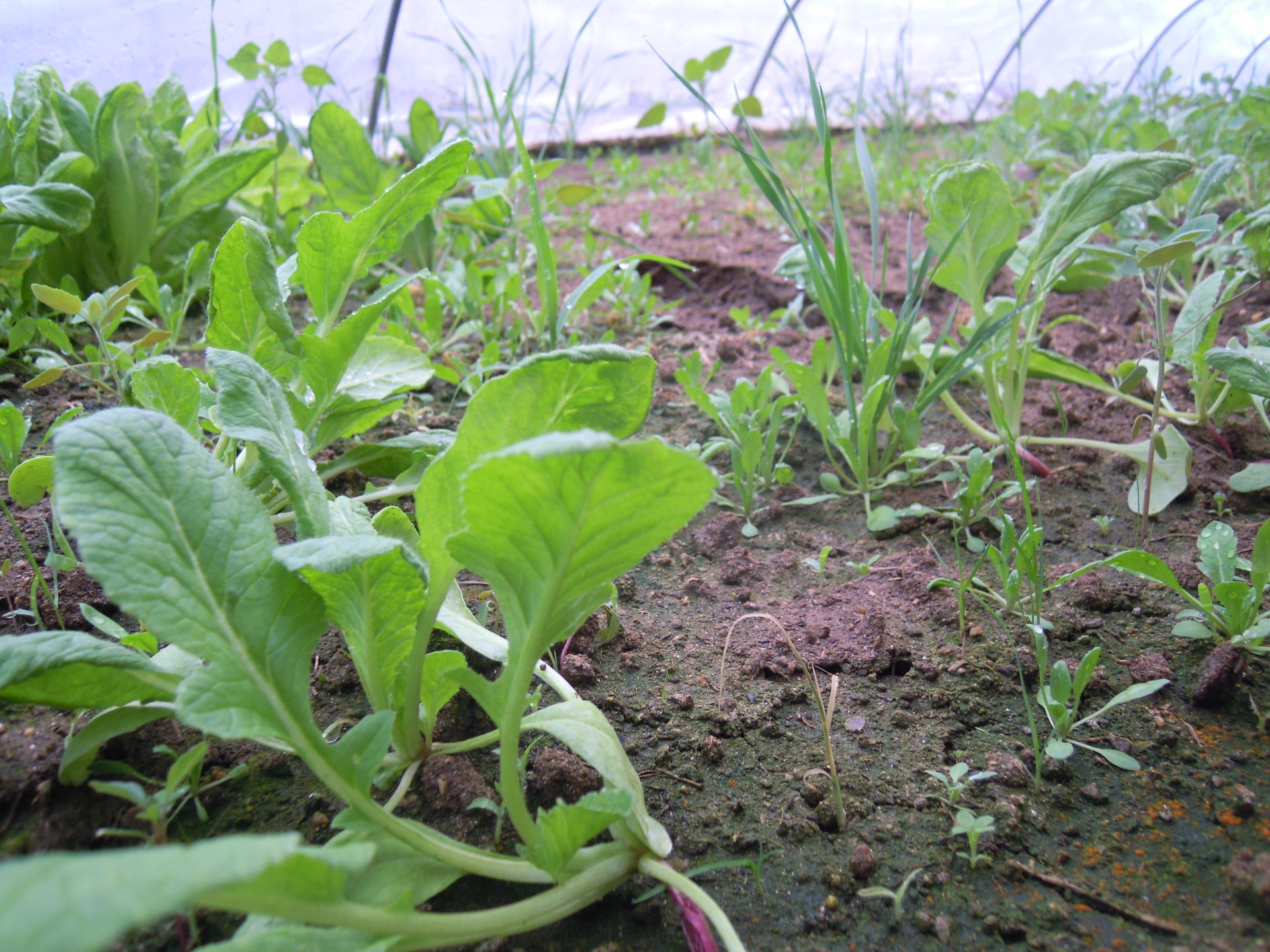 ビニールハウスの野菜達 あぶくま日記