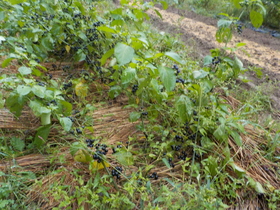 DSCN9463.JPG