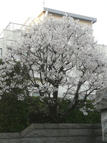 IMG_20200325_171942.jpg